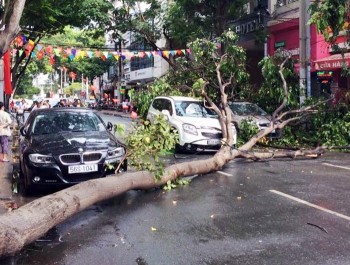 TP HCM: Nhánh cây to rơi trúng 2 ôtô trên đường