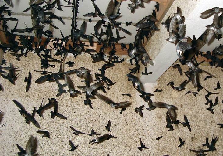 TP HCM sẽ cấm nuôi chim yến trong khu trung tâm