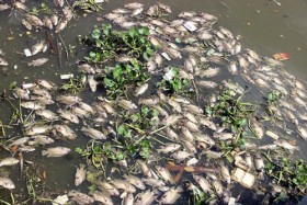 Nghiên cứu lại việc nuôi cá trên kênh Nhiêu Lộc - Thị Nghè