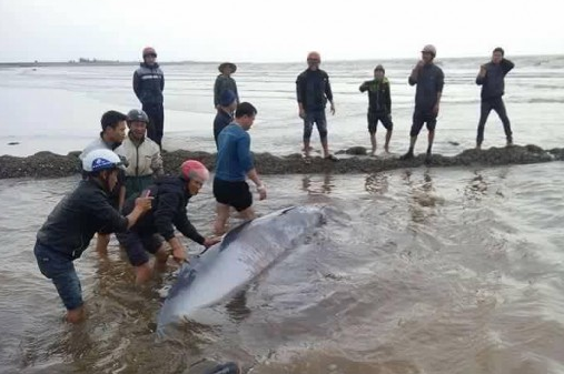 Cá voi nặng 3 tấn trôi dạt vào bờ biển Nam Định