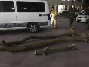 Hà Nội: Bắt vụ đào trộm, giấu gỗ sưa trên xe khách