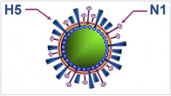 BCĐ 389: Kiểm soát cửa khẩu, biên giới ngăn dịch bệnh cúm A (H5N1)