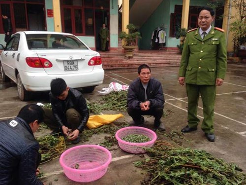 Bắc Giang: Bán cây thuốc phiện giữa ban ngày