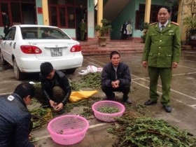 Bắc Giang: Bán cây thuốc phiện giữa ban ngày