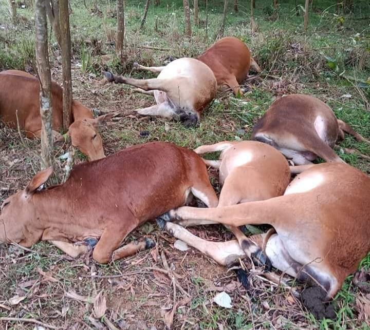 Phú Thọ: Sét đánh chết 7 con bò