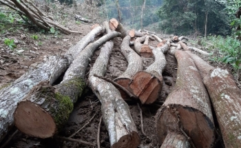 Phú Thọ: Xử lý nhiều cá nhân sau vụ phá rừng đặc dụng tại Vườn Quốc gia Xuân Sơn