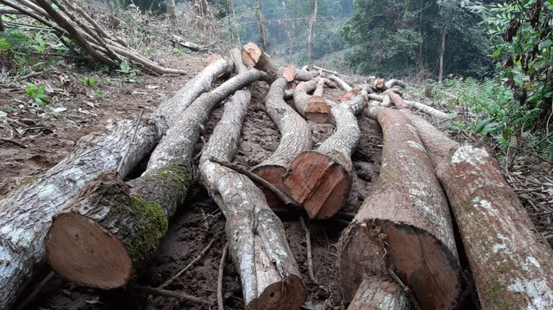 Phú Thọ: Xử lý nghiêm vụ phá rừng đặc dụng tại Vườn quốc gia Xuân Sơn