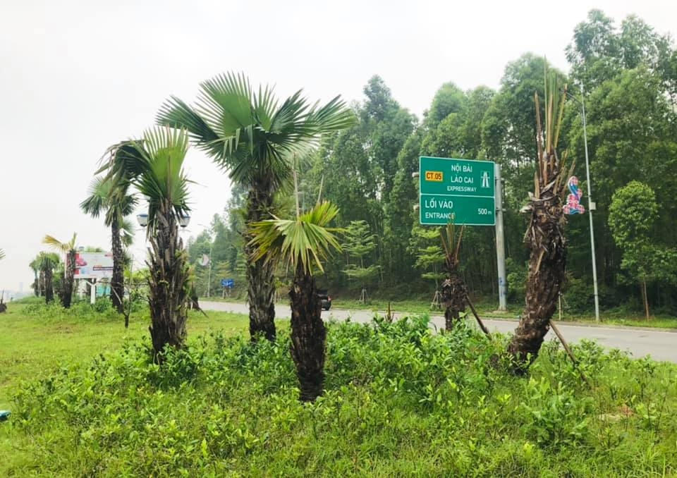 Bộ GTVT chấp thuận chủ trương trồng cọ trên cao tốc của tỉnh Phú Thọ