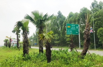 Bộ GTVT chấp thuận chủ trương trồng cọ trên cao tốc của tỉnh Phú Thọ