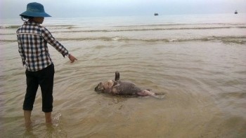 Cá chết ở Quảng Bình: Do nguồn nước ô nhiễm?