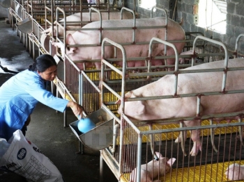 Nuôi 1.000 con lợn thịt được ngân sách hỗ trợ 3 tỉ đồng
