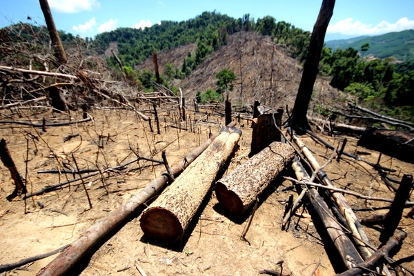 Ngăn chặn tình trạng phá rừng trái pháp luật
