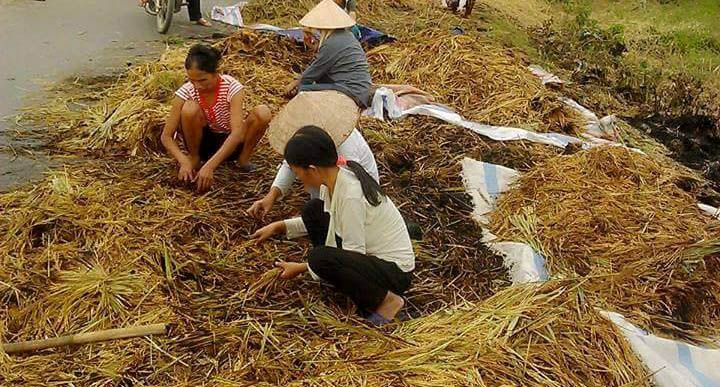 Phú Thọ: Say rượu, 3 thanh niên châm lửa đốt 2 tấn lúa