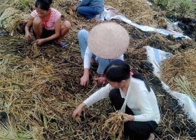 Phú Thọ: Say rượu, nhóm thanh niên châm lửa đốt 2 tấn lúa
