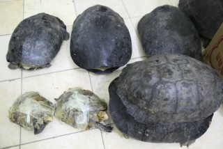 Lạng Sơn: Thu giữ 82kg rùa vô chủ
