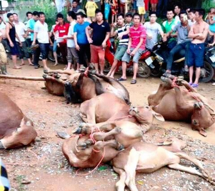 Phú Thọ: Sét đánh chết 7 con bò