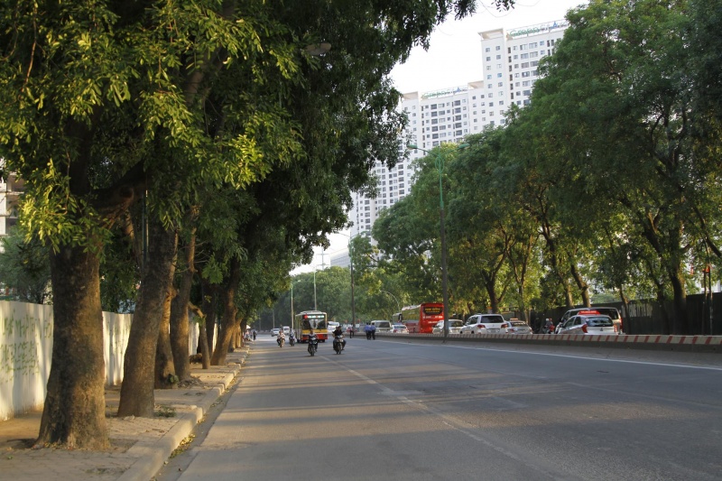 Hà Nội chưa quyết chặt cây trên đường Phạm Văn Đồng