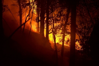Điều tra nguyên nhân vụ cháy rừng ở Hà Nội