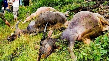 Điện Biên: 4 con trâu bị sét đánh chết
