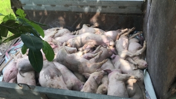 Phú Thọ lập 78 chốt kiểm dịch quyết chặn dịch tả lợn châu Phi