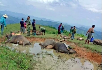 Lạng Sơn: Sét đánh chết 9 con trâu
