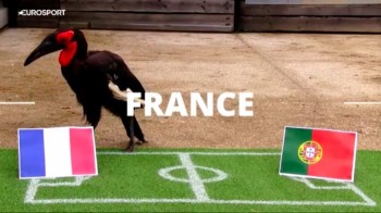 Chung kết Euro 2016: Chim 'tiên tri' Nelson chọn Pháp thắng BĐN