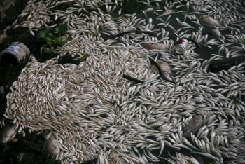 [Chùm ảnh] Cận cảnh cá chết trắng ở hồ Tây