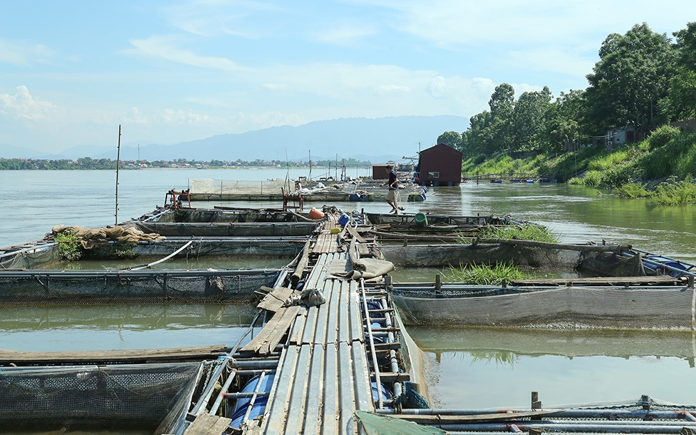 Phú Thọ: Gần 14 tấn cá chết nghi do xả lũ