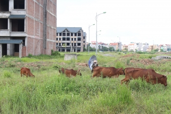 Mặt được của "siêu dự án" Kim Chung - Di Trạch là nơi chăn bò