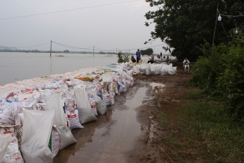 Hà Nội: Đê sông Bùi tạm thời an toàn