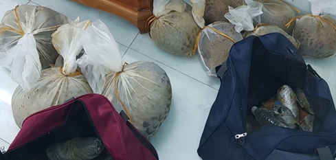 Quảng Ninh: Phát hiện 10 cá thể tê tê trên xe khách