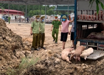 Vận chuyển lợn mắc bệnh dịch tả lợn châu Phi đi tiêu thụ