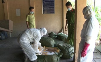 Lạng Sơn: Tiêu hủy gần 9 tạ nầm lợn "bẩn"