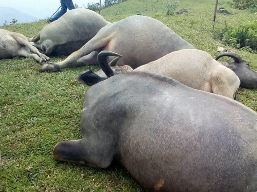 Lạng Sơn: 5 con trâu bị sét đánh chết trên đồi
