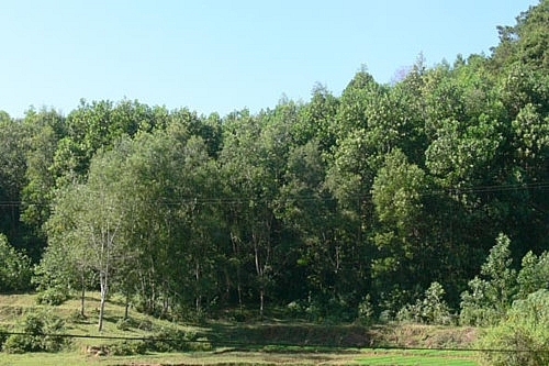 Hà Nội: Rà soát toàn bộ hiện trạng rừng, đất lâm nghiệp