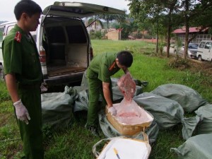 Lạng Sơn: Tiêu hủy gần 1 tấn nầm lợn nhập lậu
