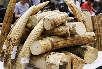 Khởi tố đồng phạm của nhân viên Hải quan Hà Nội đánh tráo ngà voi