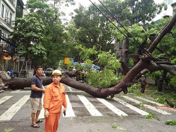 Hà Nội: Cây bật gốc sau trận mưa lớn