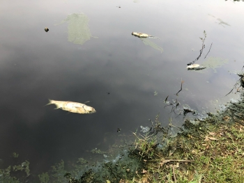 Phú Thọ: Cá chết trắng hồ do chất thải của công ty chăn nuôi gia cầm