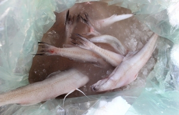 Quảng Ninh: Tiêu hủy hơn 1,2 tấn cá khoai nhập lậu