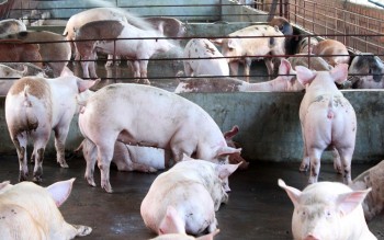 Lợn sử dụng chất cấm trong chăn nuôi đi về đâu?