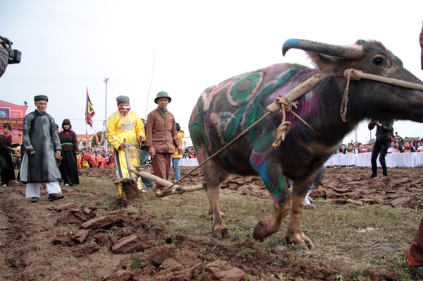 Lễ Tịch điền 2014, cụ ông 85 tuổi trở lại làm "vua"