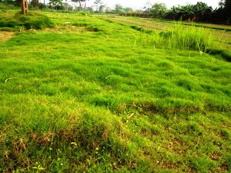 Người trồng cỏ ‘lao đao’ theo bất động sản