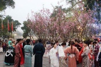 Ngắm hoa anh đào tại Hoàng thành Thăng Long