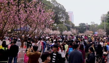 Lễ hội hoa anh đào Nhật Bản - Hà Nội 2019 kéo dài thêm đến hết ngày 2/4