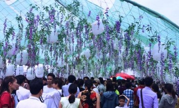 Thất vọng với lễ hội “Hoa Tử Đằng” ở Thủ đô