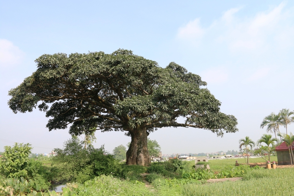 cay troi 1000 nam tuoi bau vat cua lang binh da