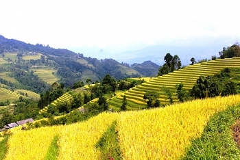 Tham quan di sản ruộng bậc thang Hoàng Su Phì qua nền tảng số