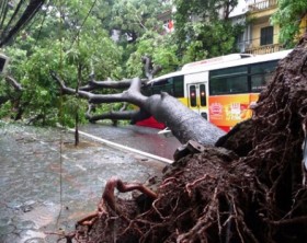 Hà Nội: Mưa lớn, cây cổ thụ đè bẹp xe buýt