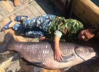 Trung Quốc: Cá trắm đen 90 kg mắc lưới ngư dân
